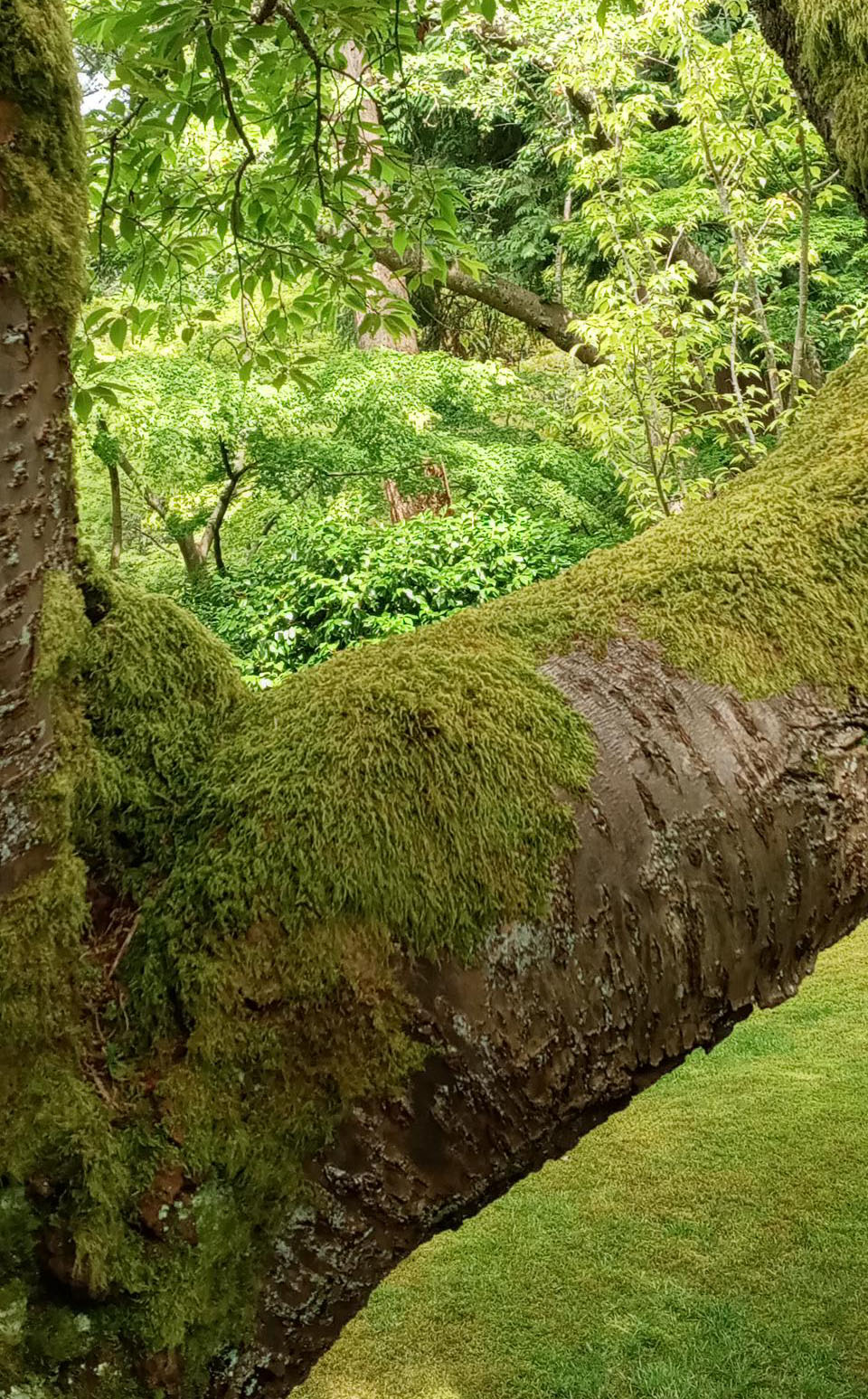 A moss-covered tree branch.